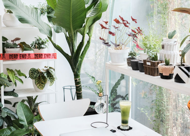 Kobach to Recuse Himself From Kansas Primary Vote Count